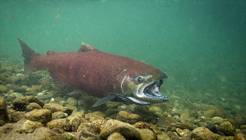 jpg Chinook adult - An adult Chinook salmon in Ship Creek