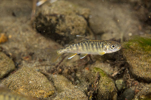 jpg A juvenile Chinook salmon in Campbell Creek