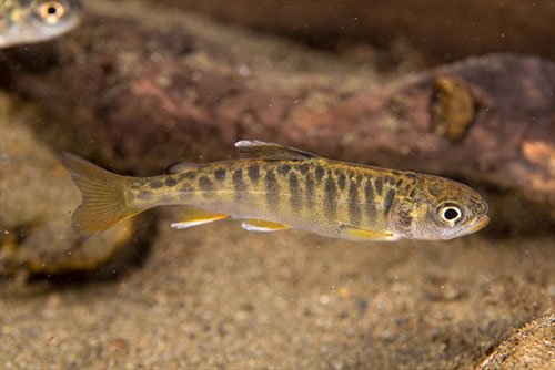 jpg A juvenile Chinook salmon in Campbell Creek. 