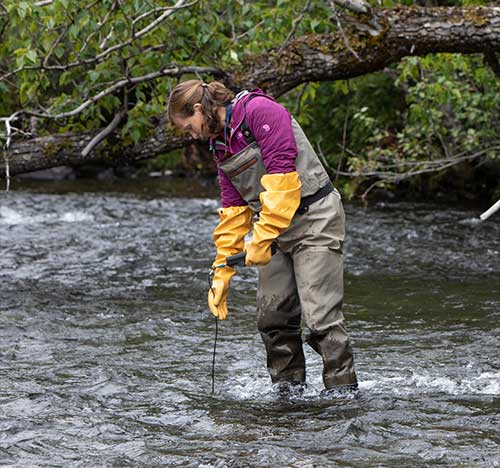 jpg Sue Mauger at work in the Russian River. 