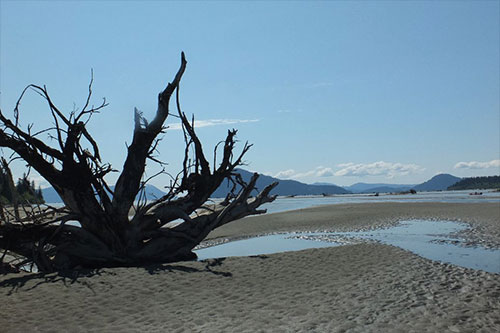 jpg Silt bars and driftwood trees formed beautiful patterns along the Stikine Delta. The delta is the largest in North America and is a well-known spot for migratory birds. 