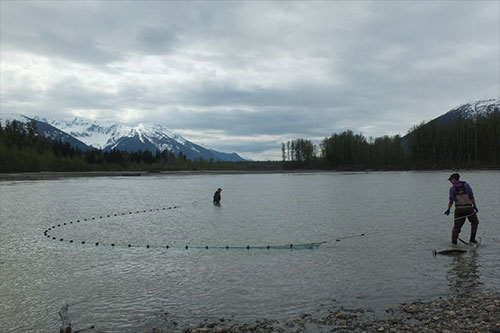 jpg Alaska Department of Fish & Game employees beach seine for juvenile Chinook on the transboundary Stikine River
