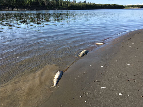 jpg Dead, unspawned chum salmon line the banks of the Koyukuk River after a warm water event during Alaska’s unusually warm temperatures this July. 
