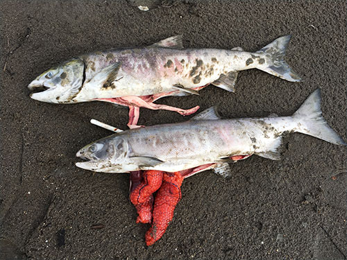 jpg Unspawned male and female chum salmon along the Koyukuk River this July. 