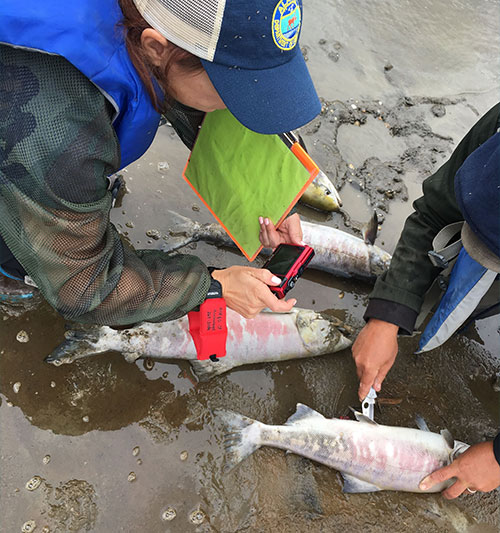 jpg Warm waters across Alaska cause salmon die-offs