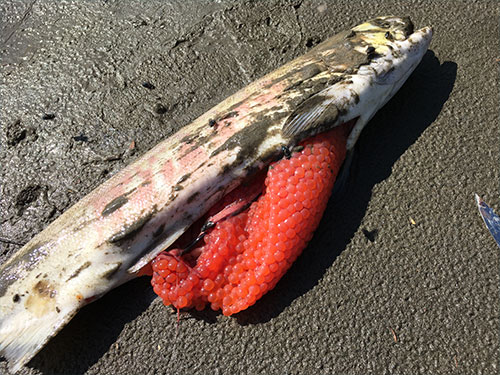 jpg A dead female chum salmon, her eggs unlaid, along the Koyukuk River this July. 
