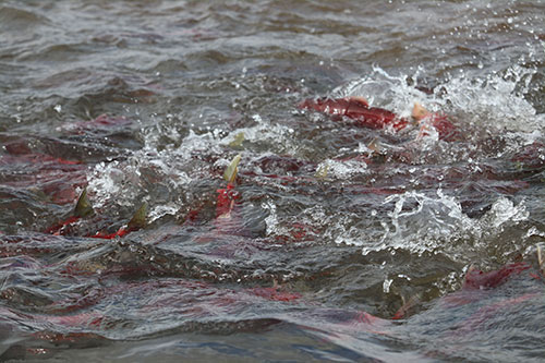 jpg Sockeye salmon school up at the mouth of Uno Creek off Beverley Lake in the Bristol Bay watershed