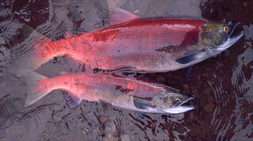 Why are Alaska’s salmon shrinking?