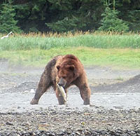 Surfing the salmon wave” in Bristol Bay; Habitat diversity produces salmon diversity — and well-nourished predators