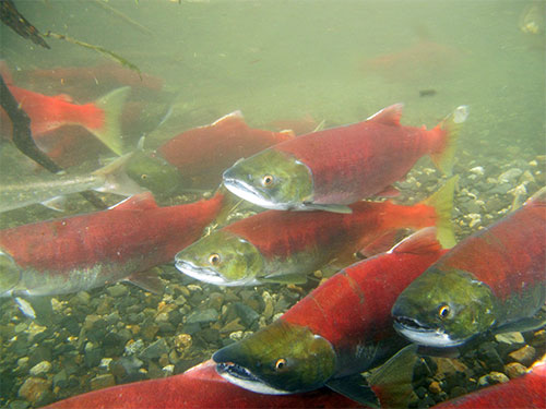 jpg Sockeye Underwater