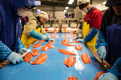 jpg Workers process Bristol Bay catch on a recent year. 