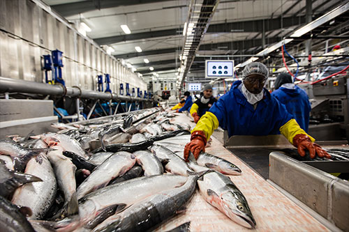 jpg Workers process Bristol Bay catch on a recent year. 