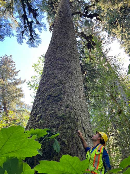 jpg U.S. Forest Service fish biologist Eric Castro stands next to what is said to be the largest tree remaining on Mitkof Island, in the East Ohmer Creek watershed.