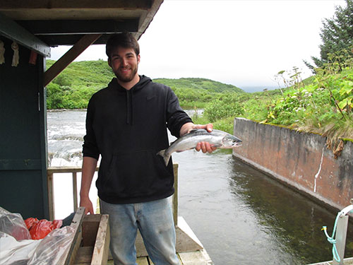 jpg Lukas DeFilippo, who is writing his PhD dissertation on jack salmon, holds a jack sockeye at the Frazer Lake counting weir. 