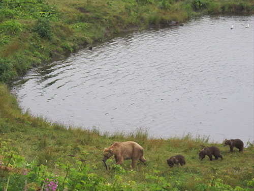 jpg A Kodiak brown bear sow and her three cubs make off with their catch from Frazer Lake. The sockeye run at Frazer Lake was created by fish managers in the 1950s and 1960s. 