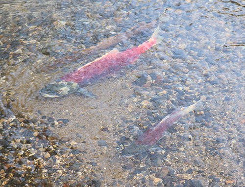 jgp An average-sized spawning sockeye, above, as compared to a spawning jack sockeye salmon, which has spent just one year at sea, as seen in Bristol Bay’s Wood River watershed in August 2018.