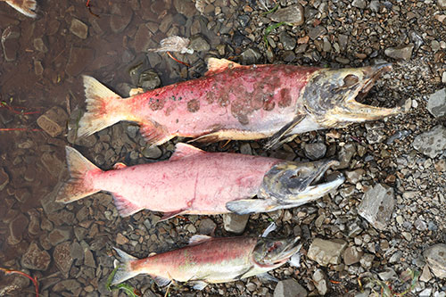 jpg An average-sized spawning sockeye, above, as compared to a spawning jack sockeye salmon, which has spent just one year at sea, as seen in Bristol Bay’s Wood River watershed in August 2018.