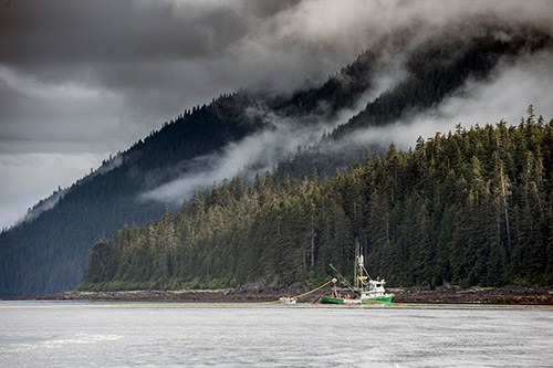 Working for free: What’s the dollar value of wild salmon produced by the Tongass and the Chugach?