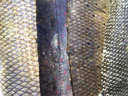 jpg From left to right, humpback whitefish, Dolly Varden, arctic grayling and northern pike skin. 