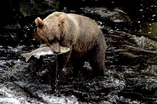 jpg A grizzly bear with a fish in the Anan Wildlife Observatory near Wrangell. 