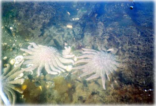 photo starfish