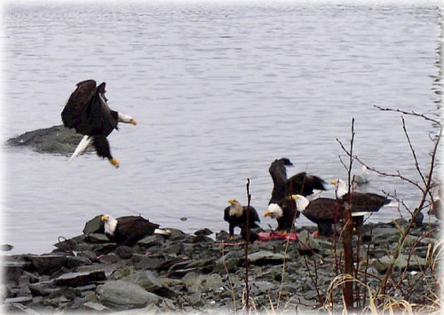 jpg Eagles Feeding