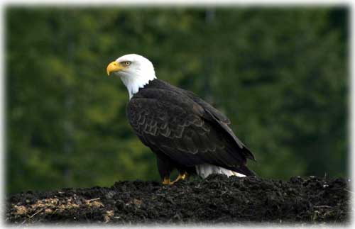 eagle photo