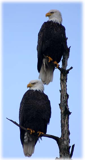 Two eagles 