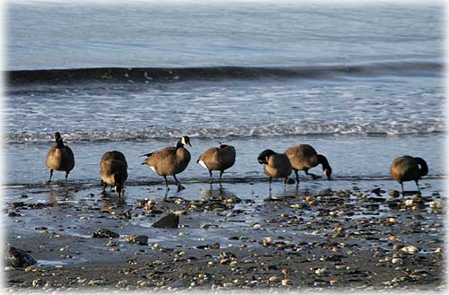 jpg Canadian geese