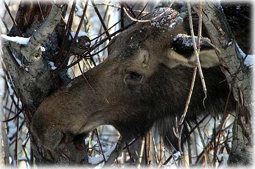 Front page photo - Moose by Carl Thompson©