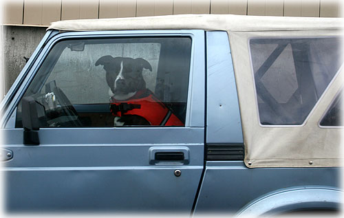 jpg dog driver