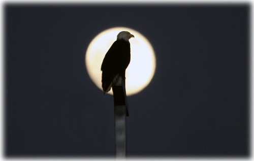 jpg Full Moon Eagle