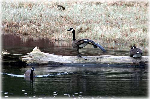 jps Canadian Goose