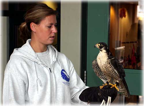 photo - Jessie Bener & falcon