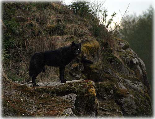 Front Page Photo - Wolf by Carl Thompson