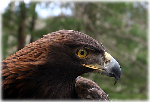 jpg golden eagle