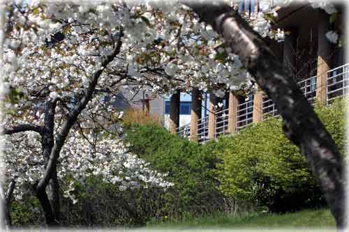 jpg cherry blossoms