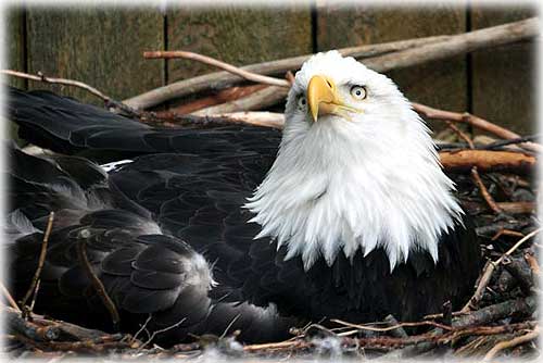 jpg nesting mother eagle