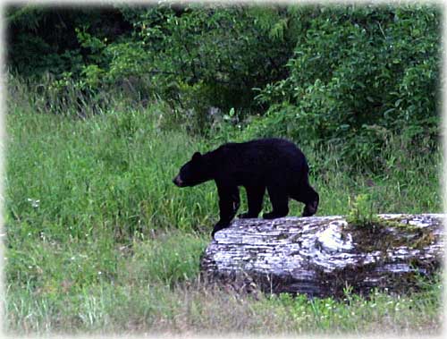 photo Black Bear Ketchikan, Alaska