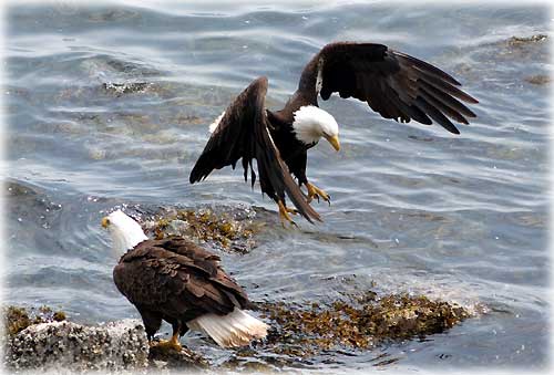 photo Ketchikan eagles