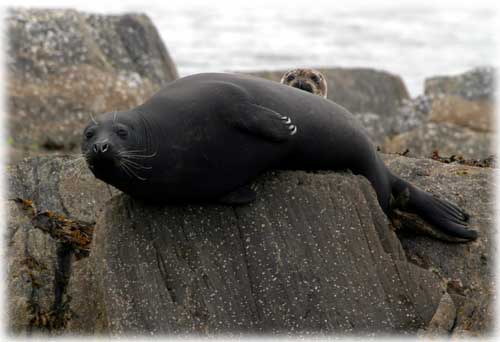 photo Seals Ketchikan, Alaska