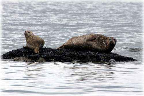 photo seals