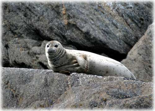 photo seals