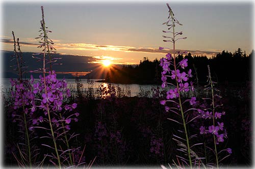 jpg fireweed