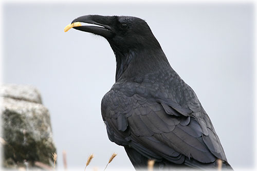 jpg Raven