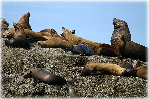 photo seals Ketchikan, Alaska