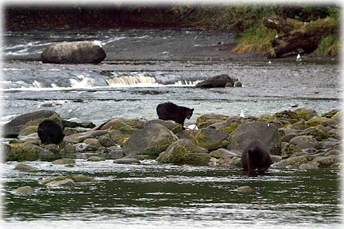 jpg bears Ketchikan, Alaska