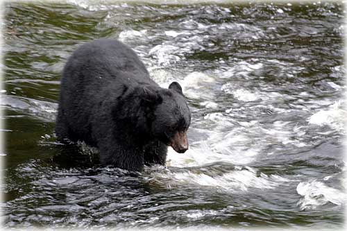 jpg black bear Ketchikan, Alaska
