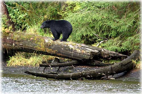 jpg bear on log