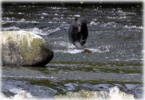 jpg bear after salmon